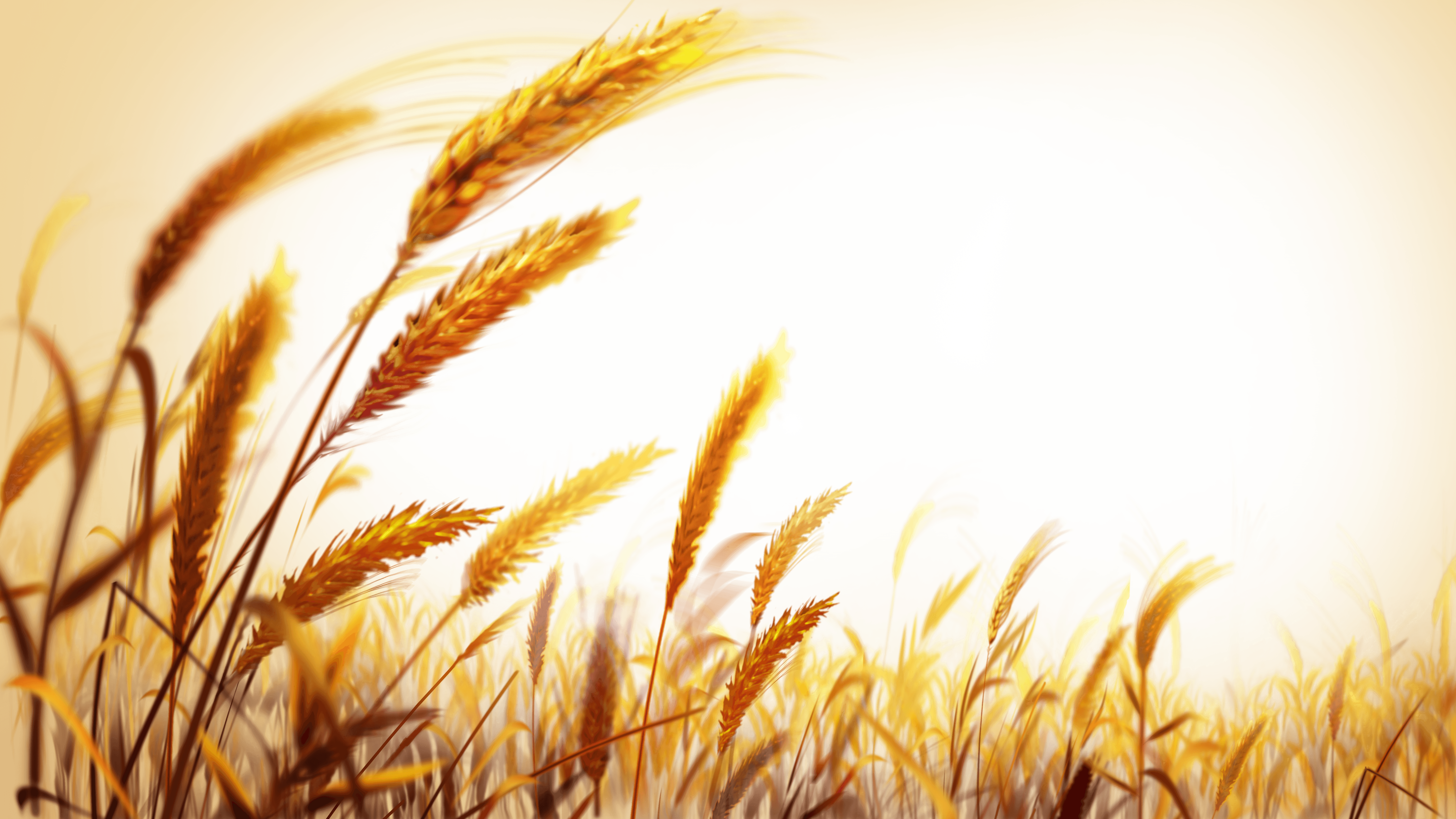 Wheat Wallpaper Image