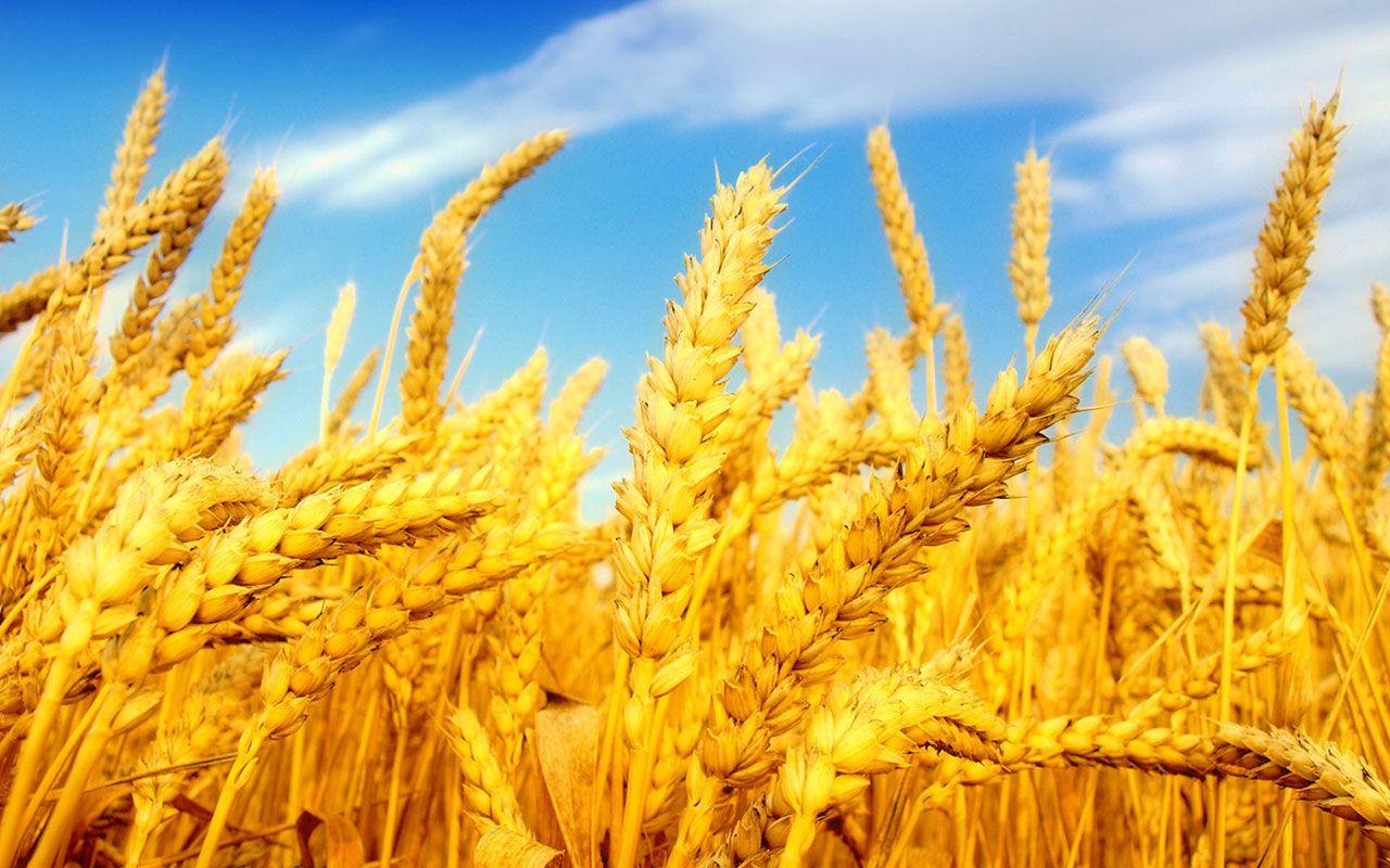 Heat Field Harvest HD Wallpaper, Background Image