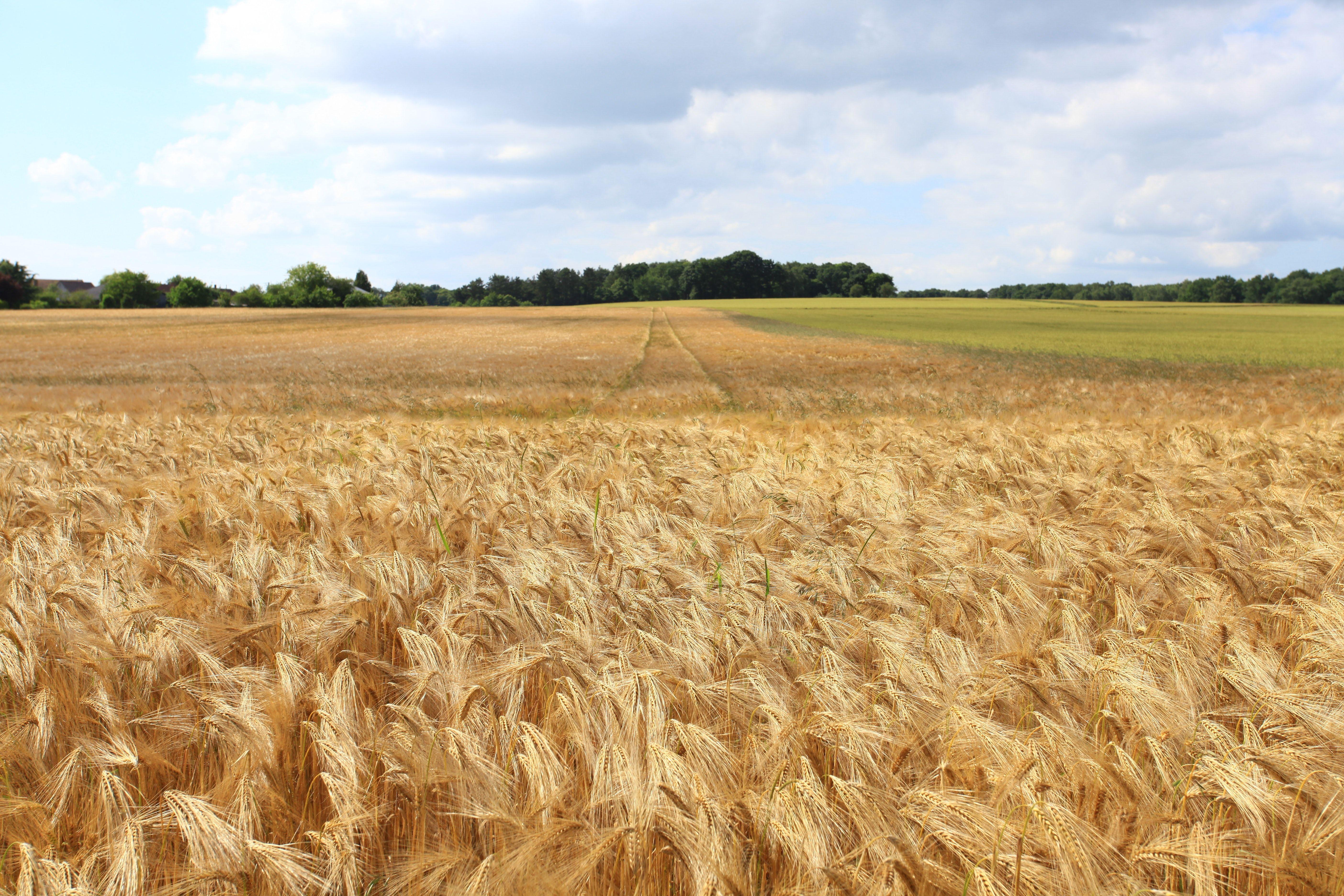 Engaging Wheat Field Photo