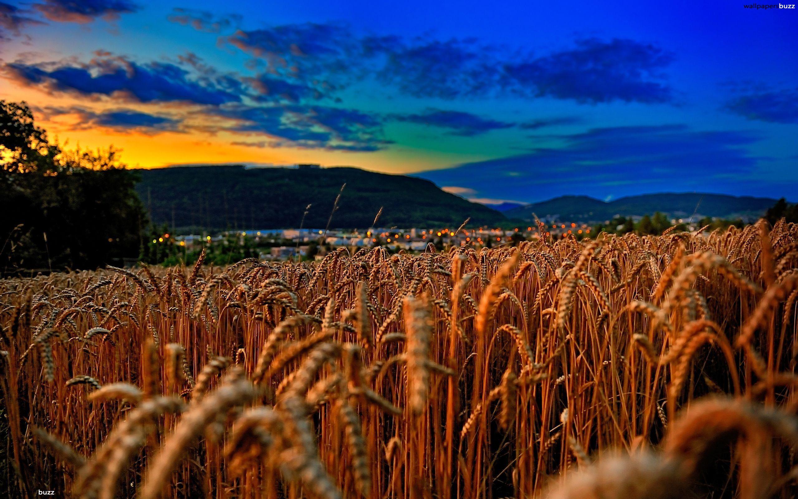 Wheatfield at sunset HD Wallpaper