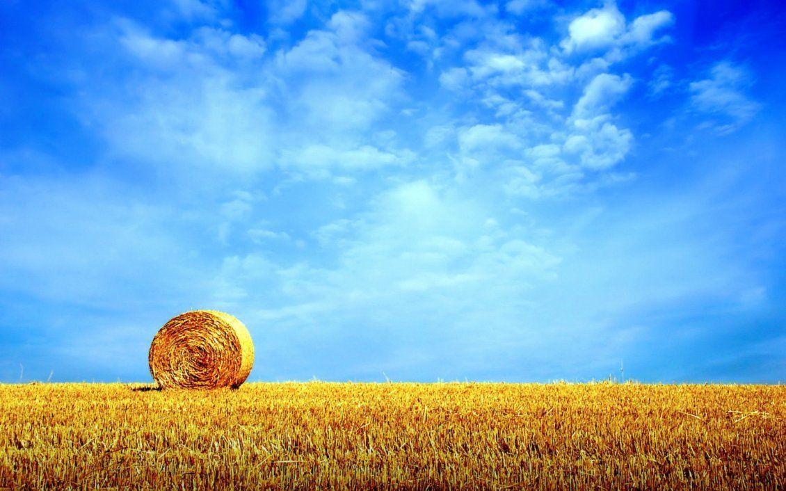 Golden wheat field HD wallpaper