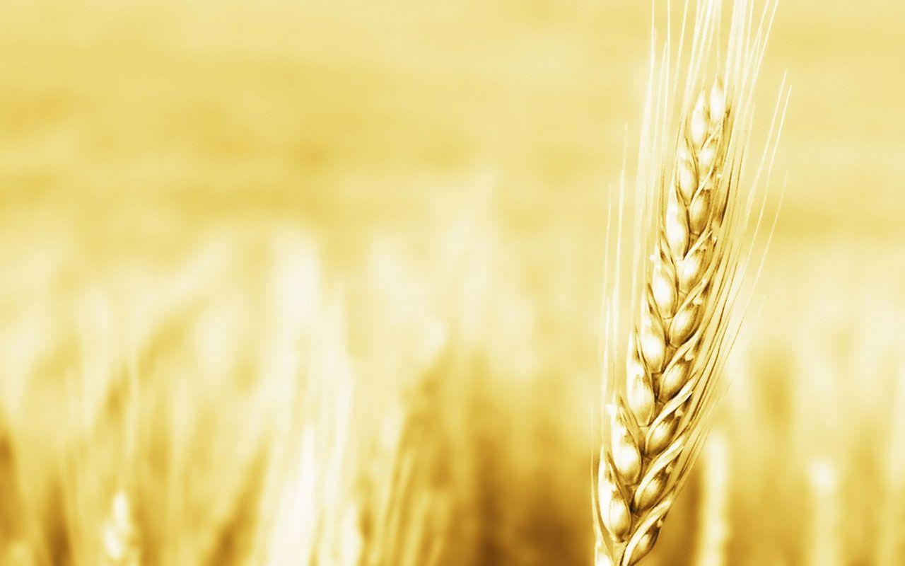 HD Creative Wheat Picture, Full HD Wallpaper