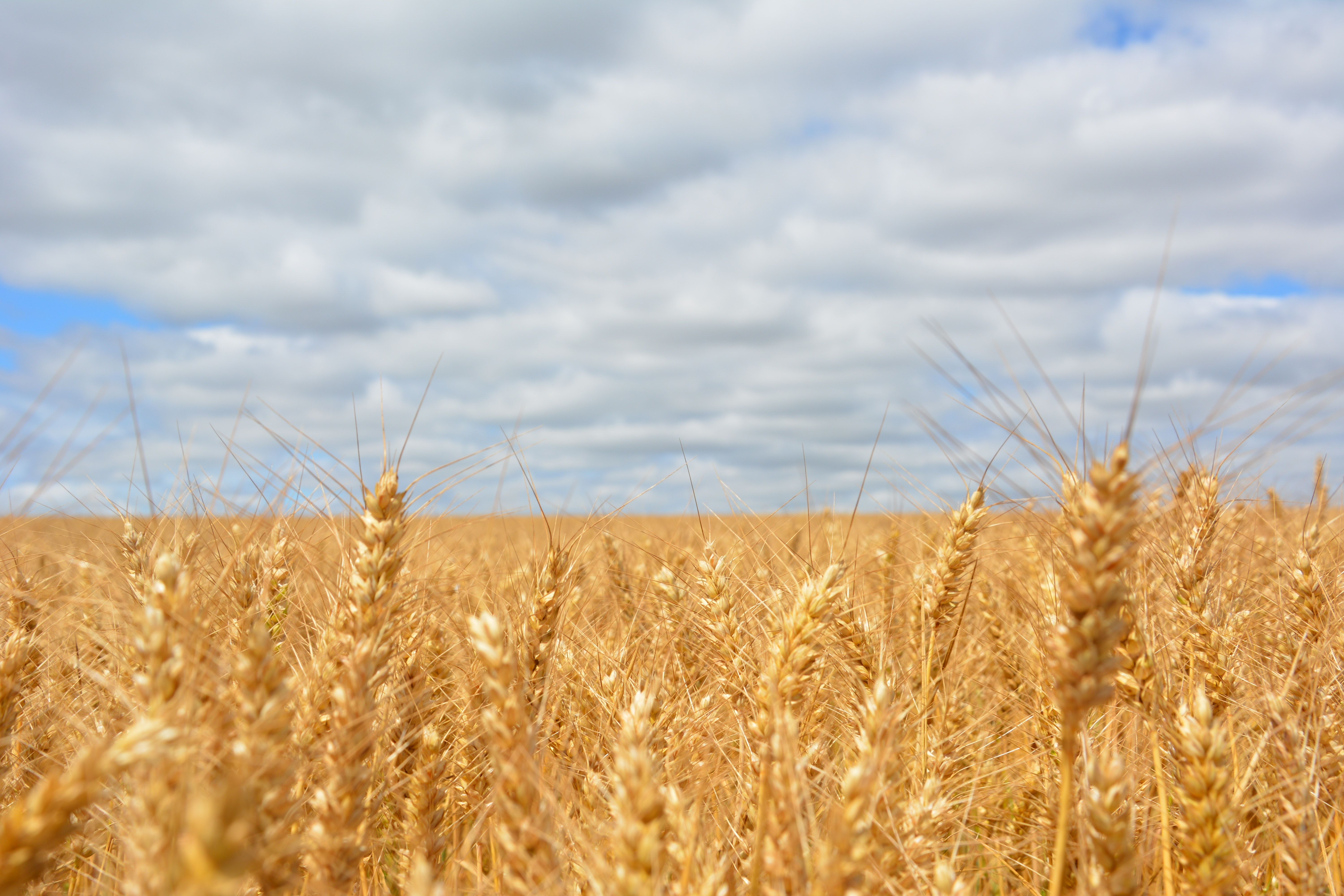 Engaging Wheat Photo