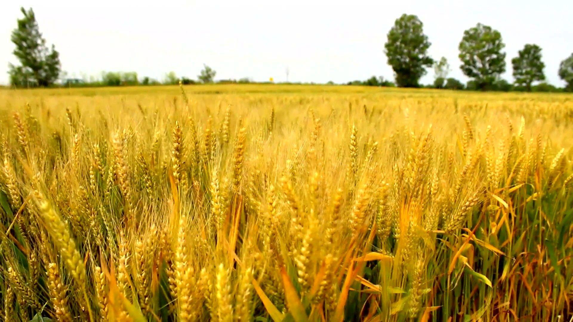 Wheat Field Background Wallpaper Awesome Wheat Barley Golden Field