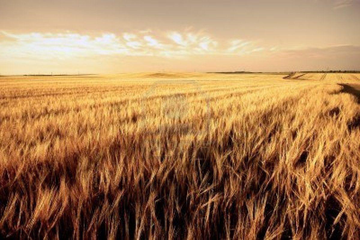 Wheat Harvest Wallpaper Beautiful Wheat Fields for Miles