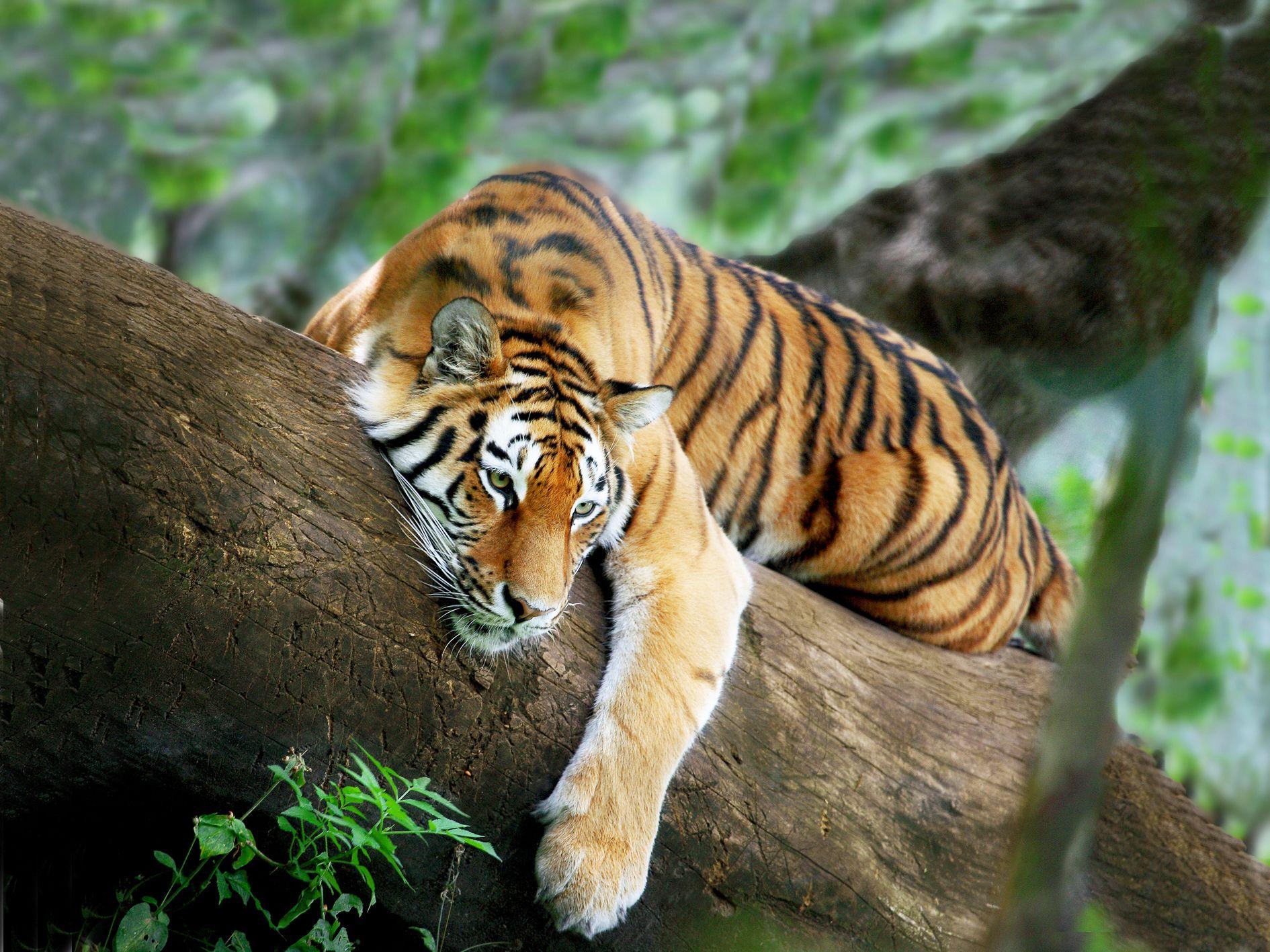 Tiger Animal Facts & Background HD Wallpaper Download