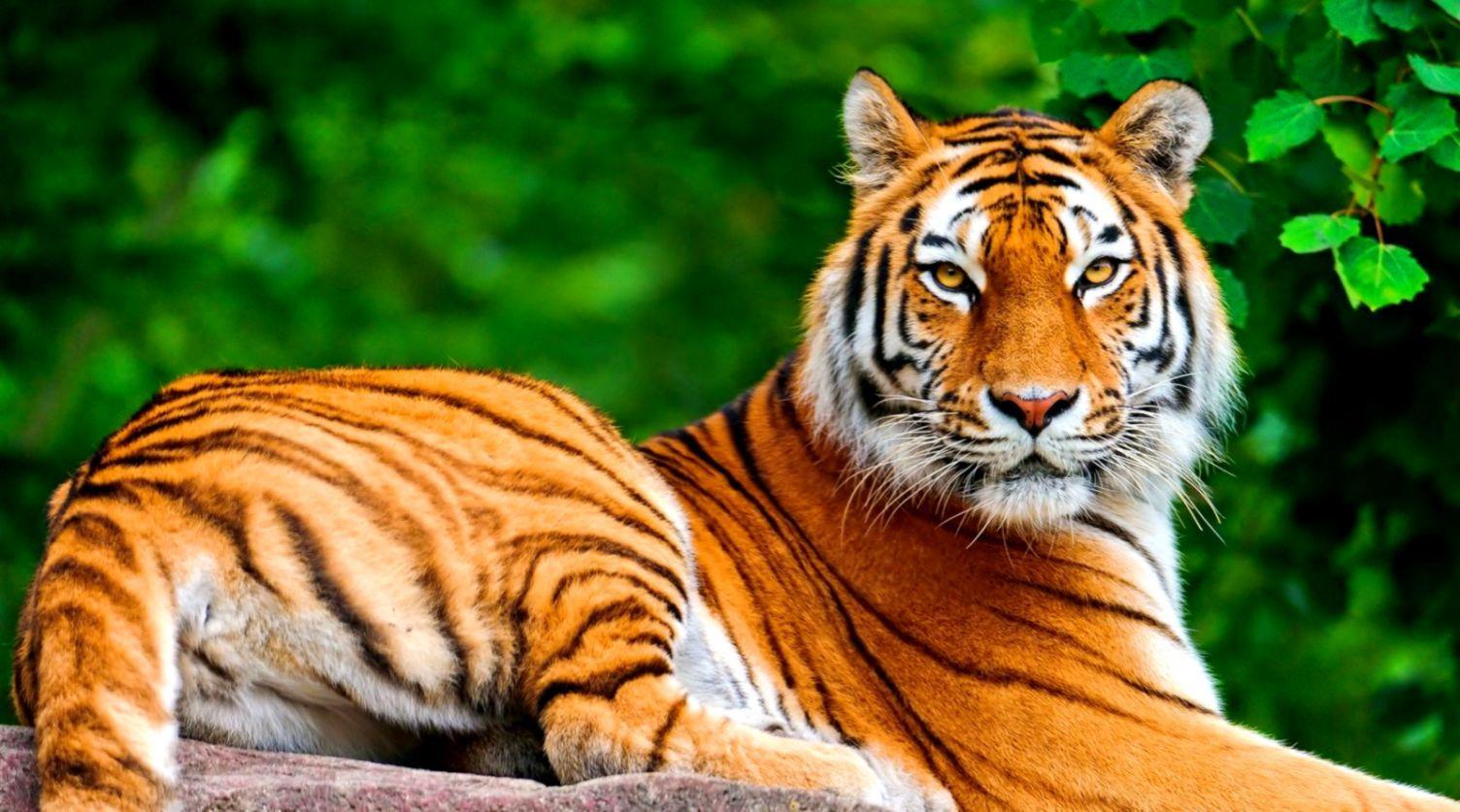 Animal Wallpaper Tiger Free Desktop HD Wallpaper