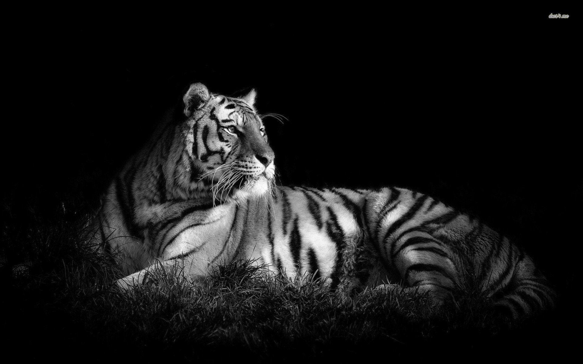 Tiger In Black & White. PC Wallpaper Black And White Tiger