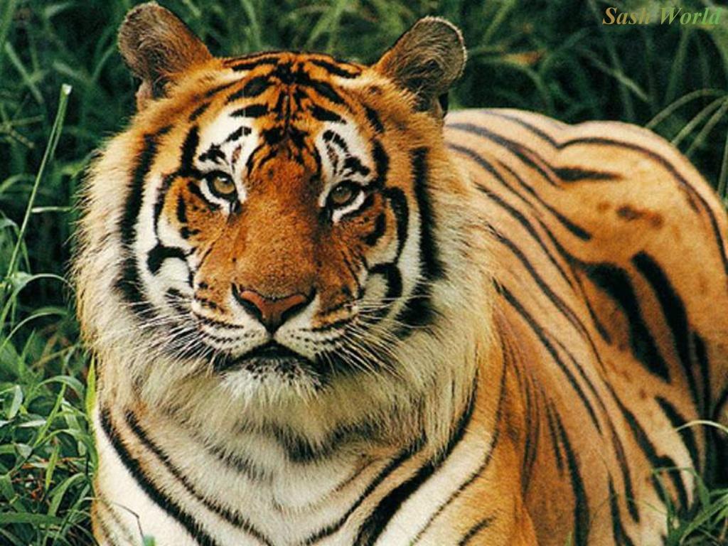 animal tiger
