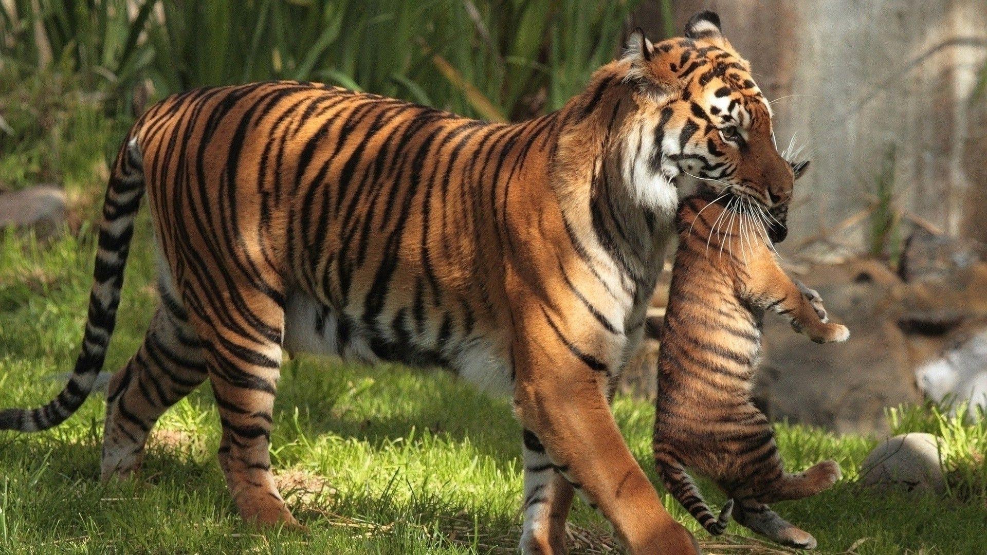 animals tiger baby animals wallpaper and background