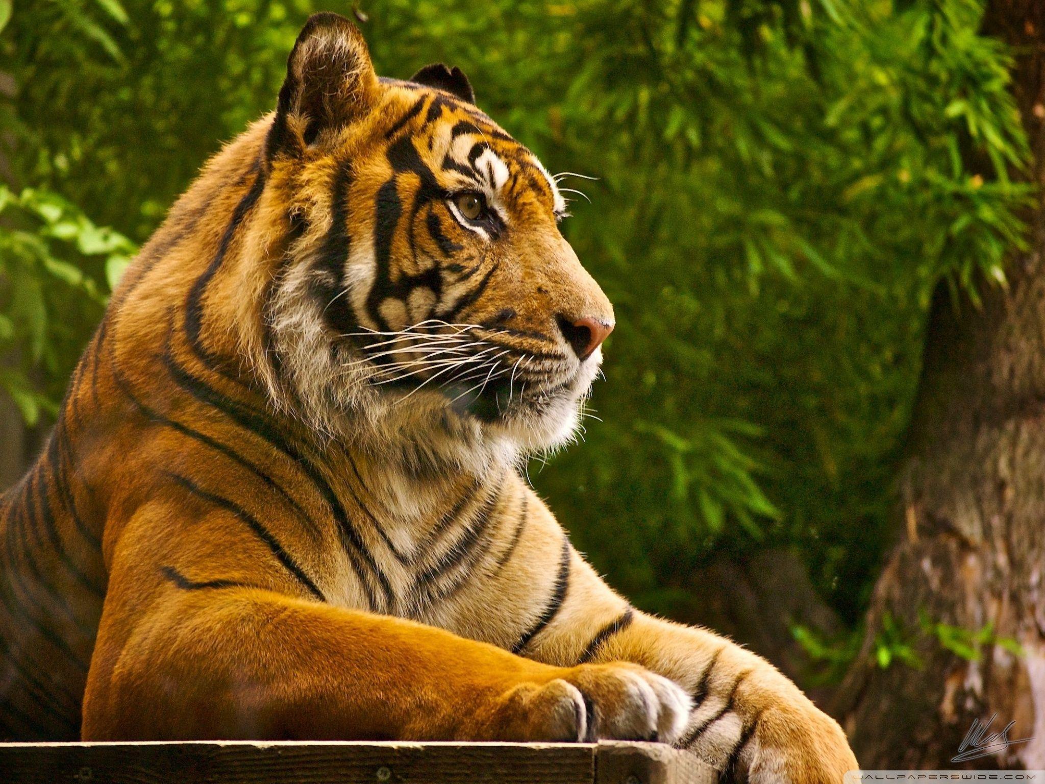 Download Best Tiger Animal Wallpaper 3 Wallpaper & Image Free