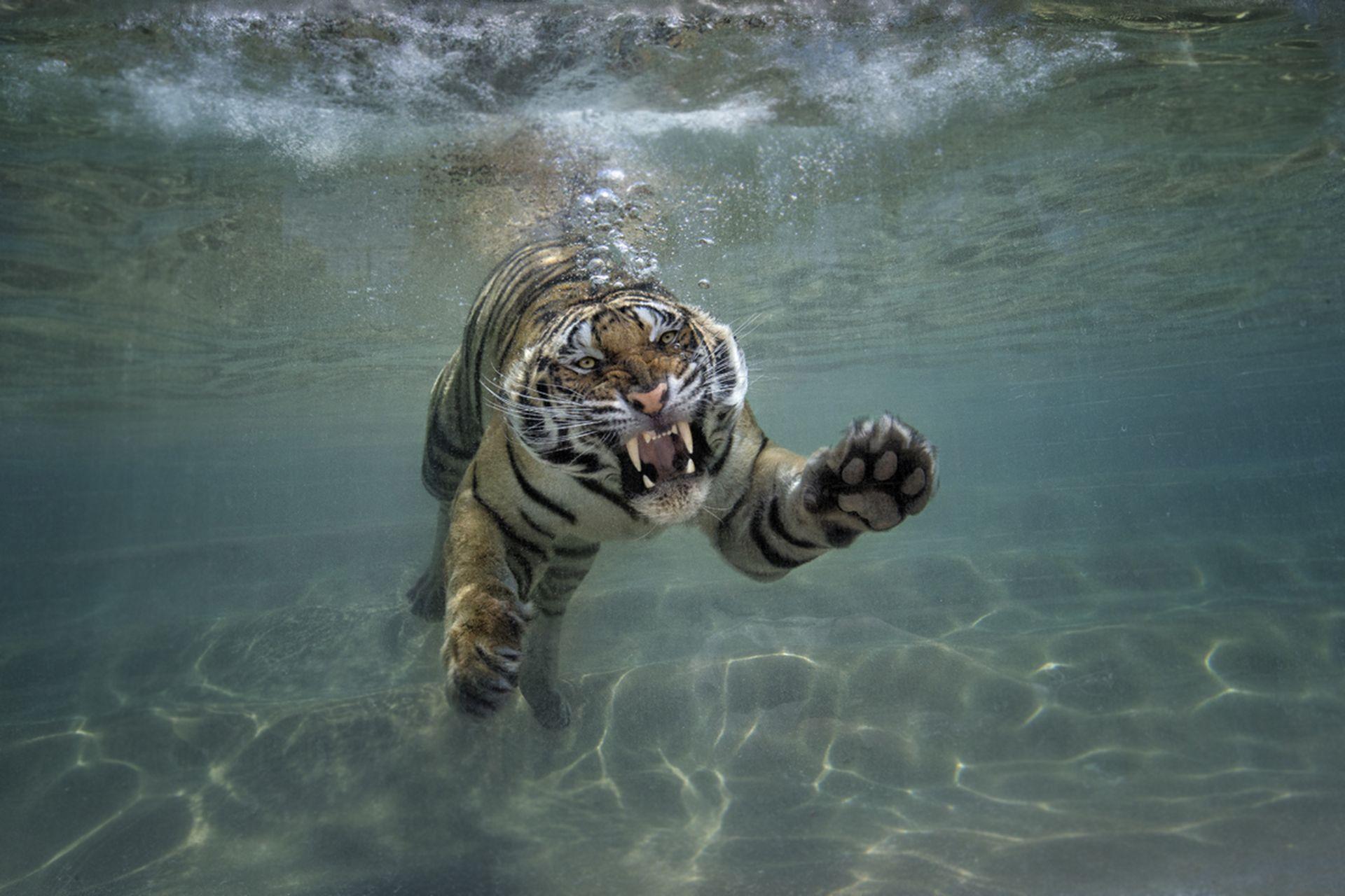 Download Best Tiger Animal Wallpaper 17 Wallpaper & Image Free