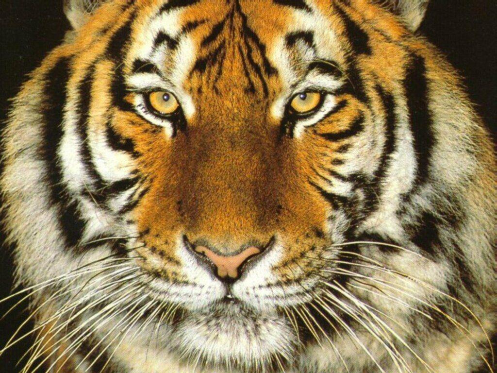 beautiful tigers wallpaper