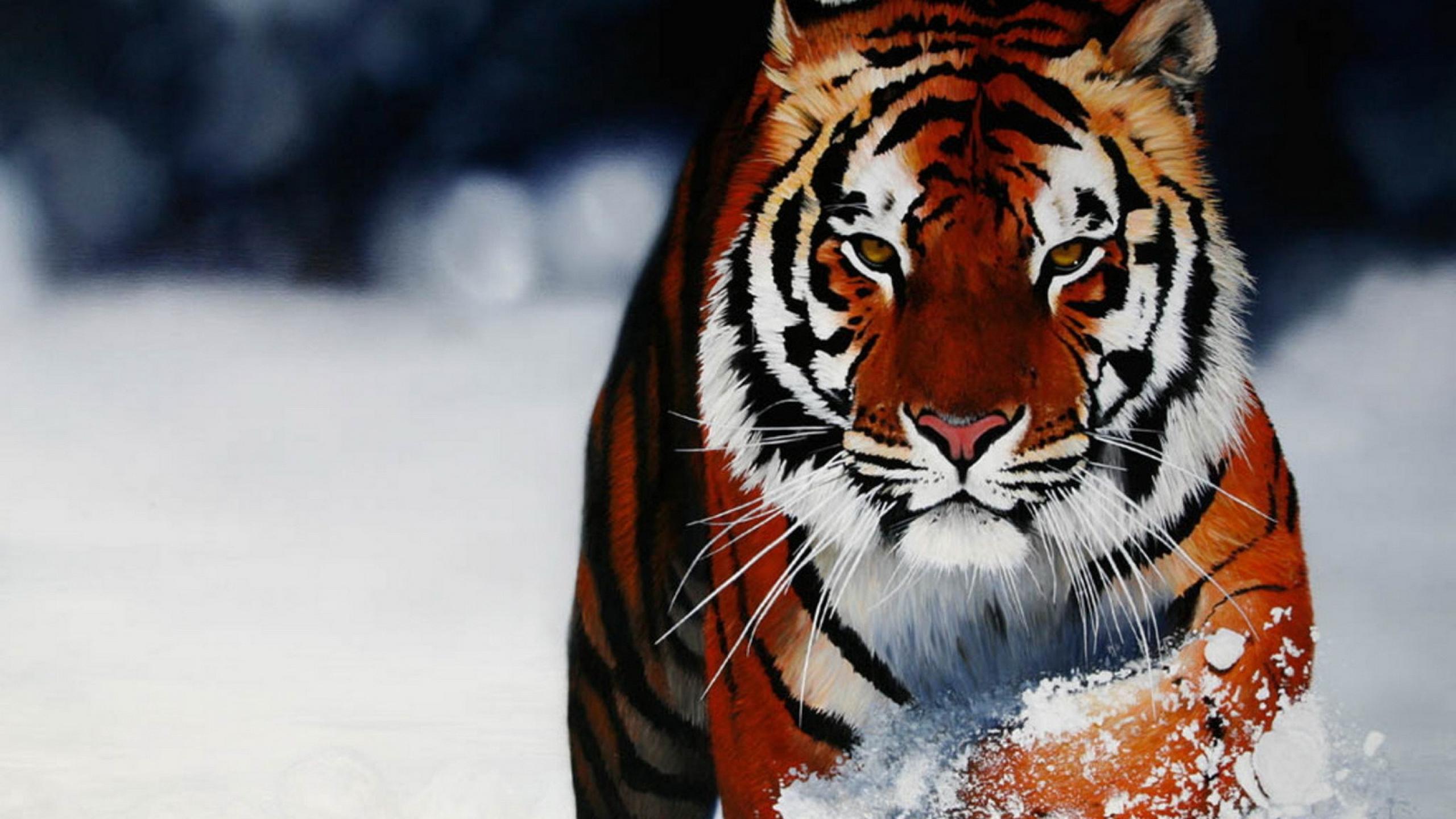 Tiger Run On Snow Animal Wallpaper HD Wallpaper