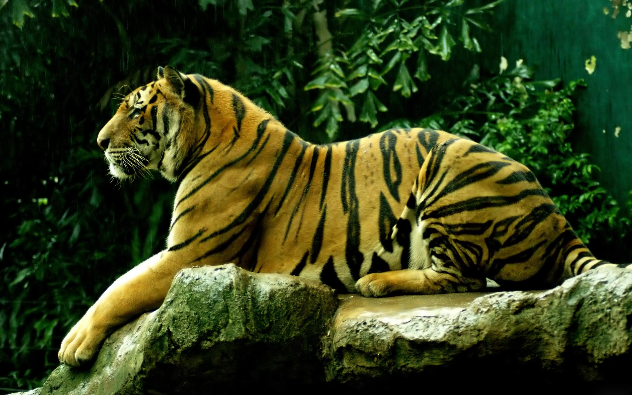 Tiger Rilax Animal Wallpaper