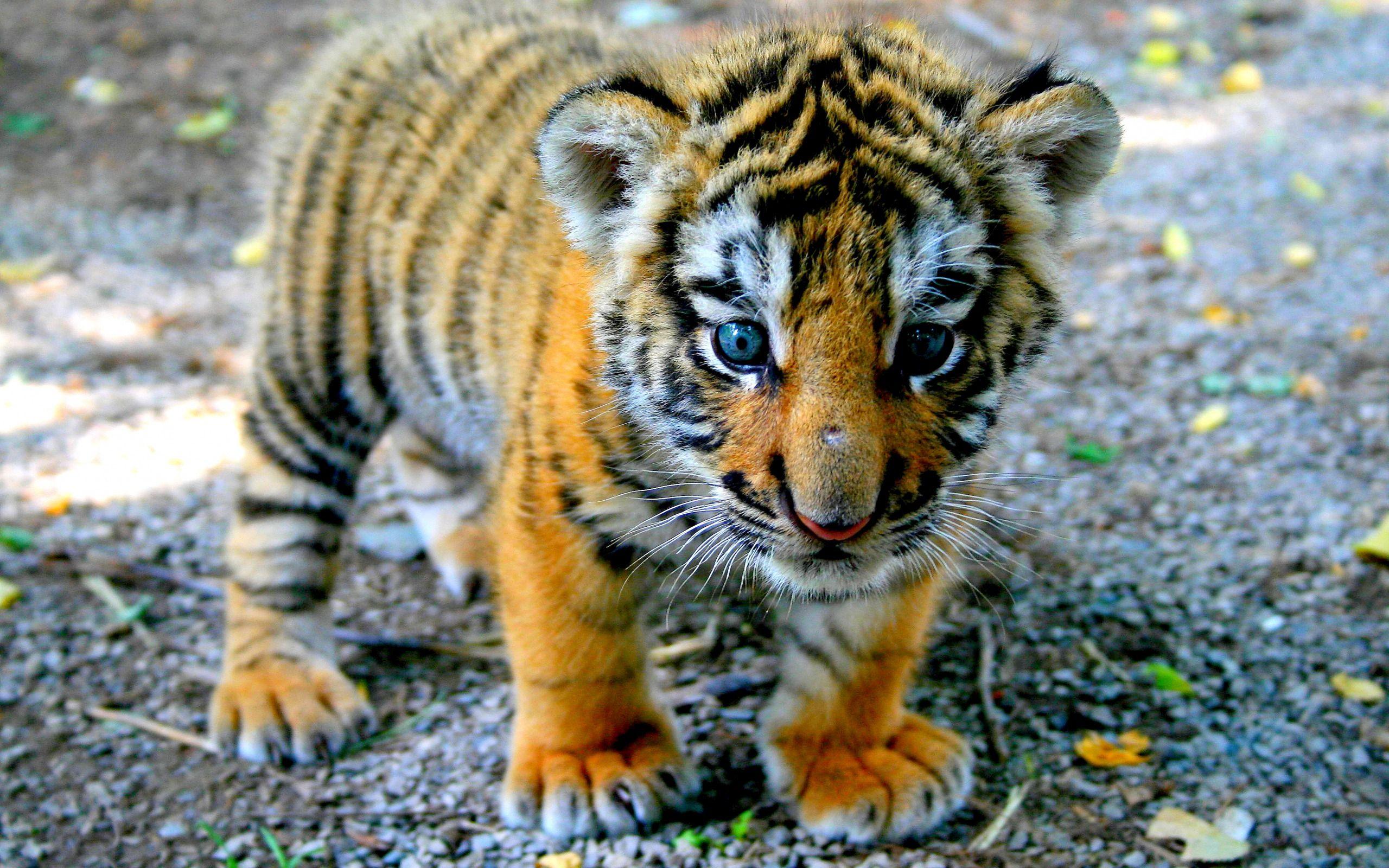 Animal Wallpaper: Baby Tiger Wallpaper Background HD Background