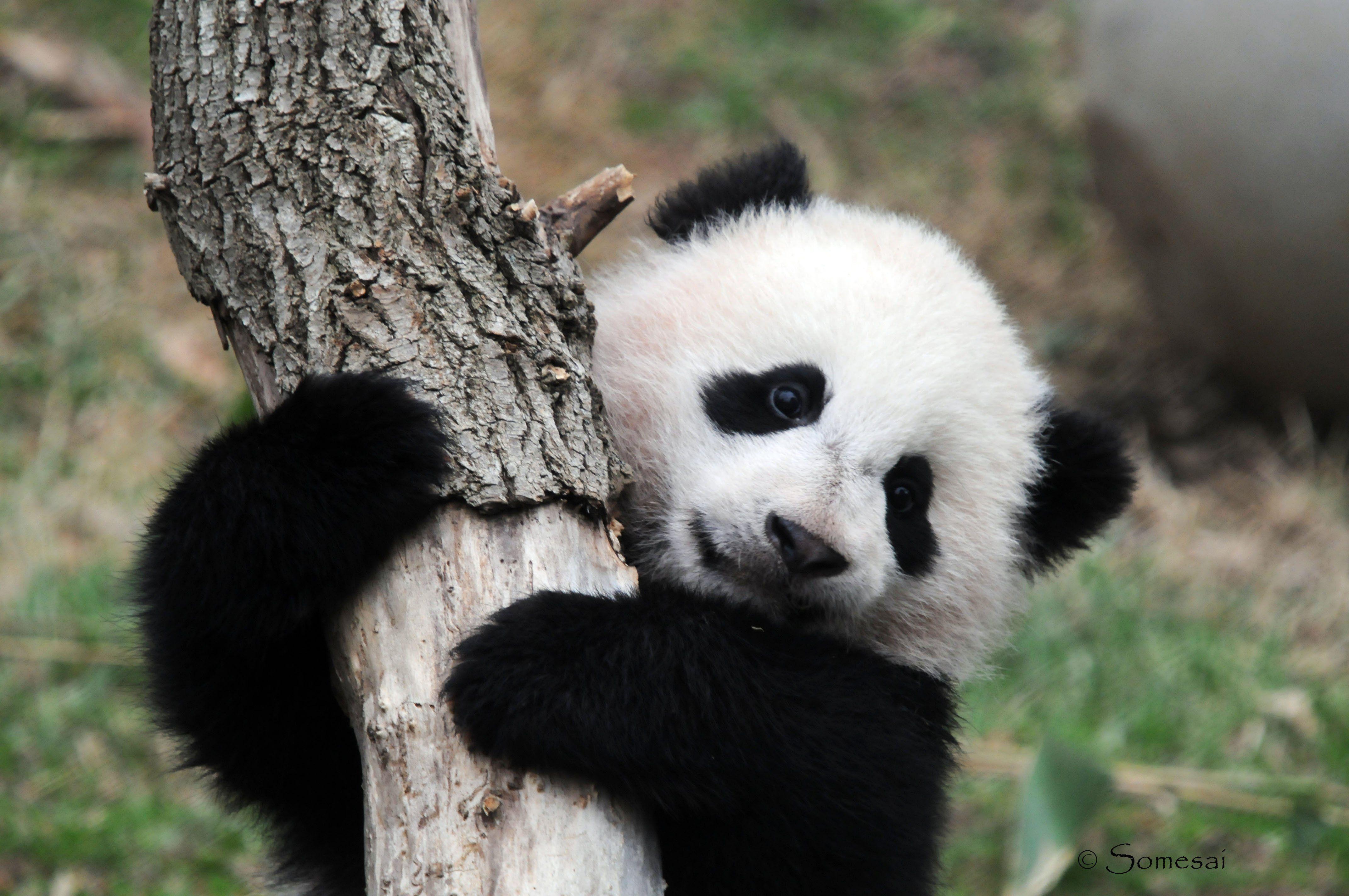 Panda Bear Cubs Wallpaper