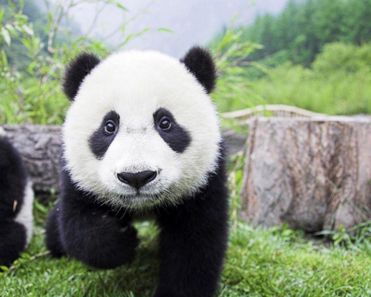 Baby Panda Cubs HD Wallpaper, Background Image