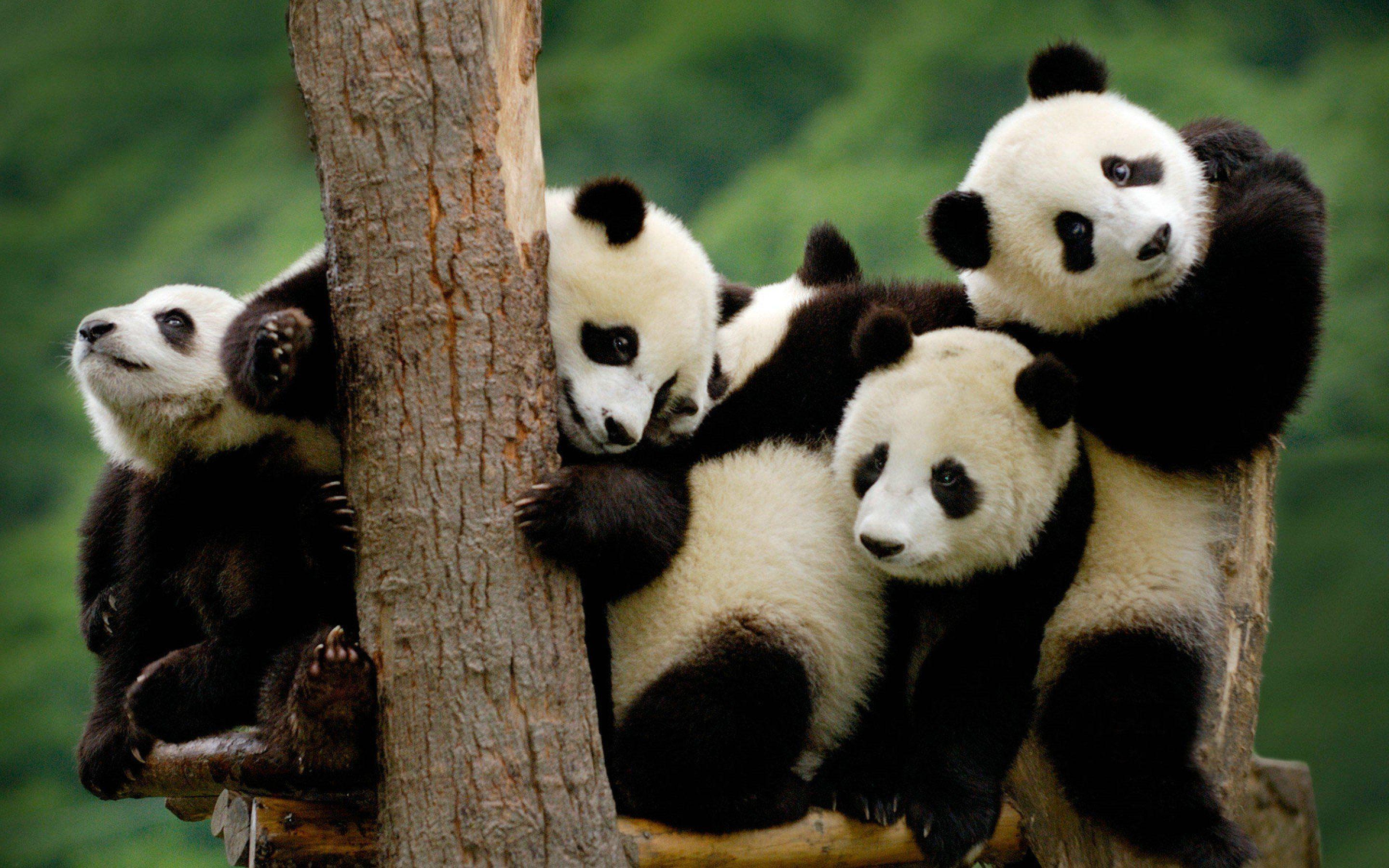Cute Baby Panda Bear Photo Free Download Wallpaper