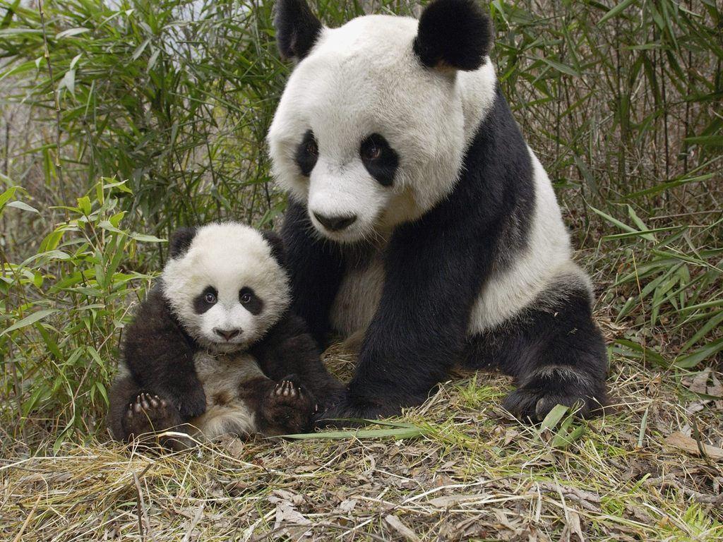 Pandas image Mama and Cub! HD wallpaper and background photo