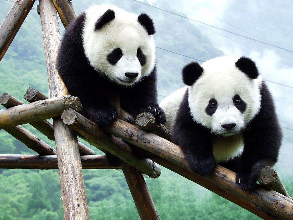 Panda Cubs HD Wallpaper, Background Image