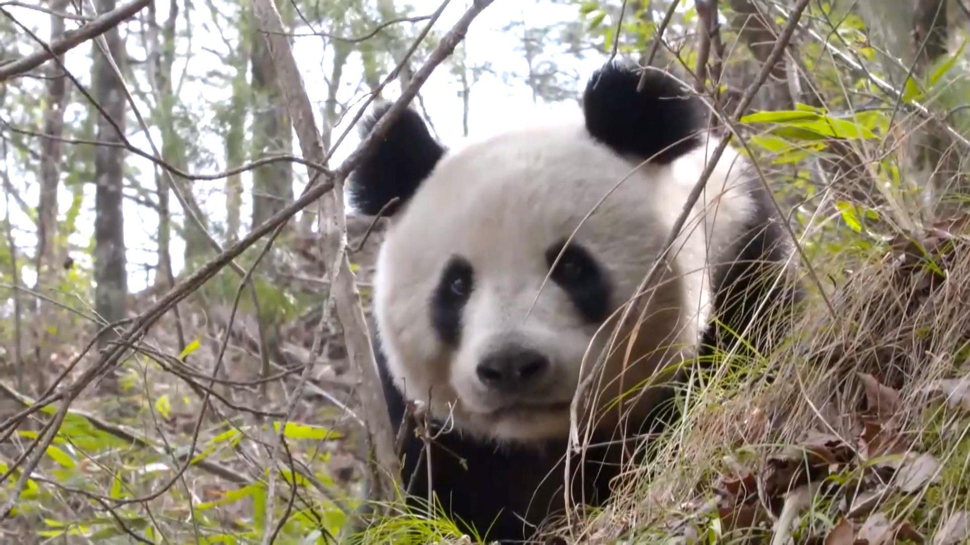 Rare video captures giant panda, cub in wild