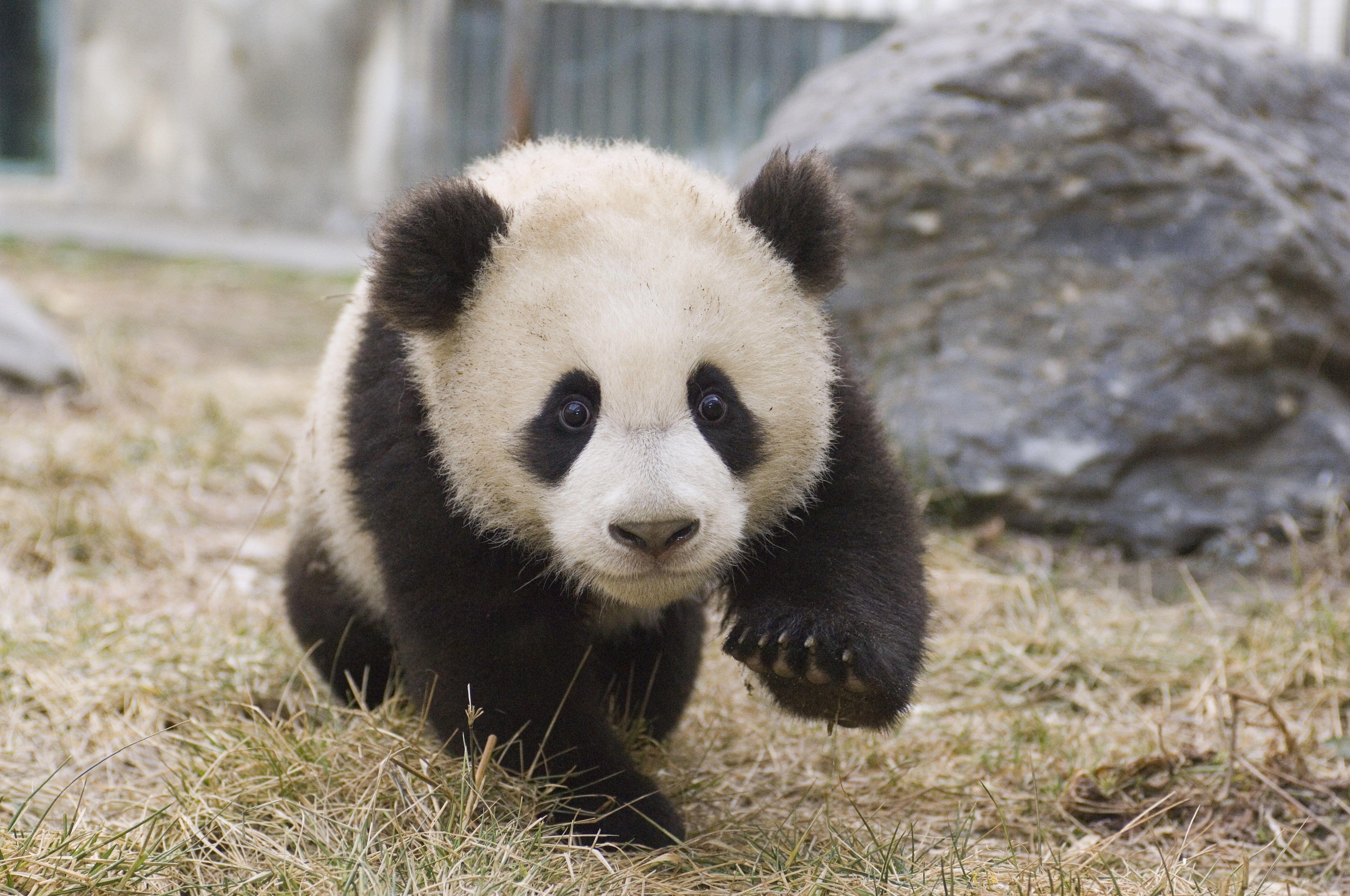 Visit Adorable Baby Cubs at China's New Panda Centeré Nast