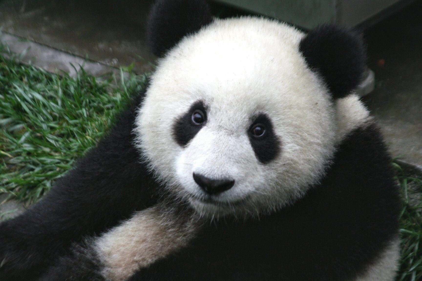 Cute Panda Bear Wallpaper. Animal HD Wallpaper. Adorable Animals