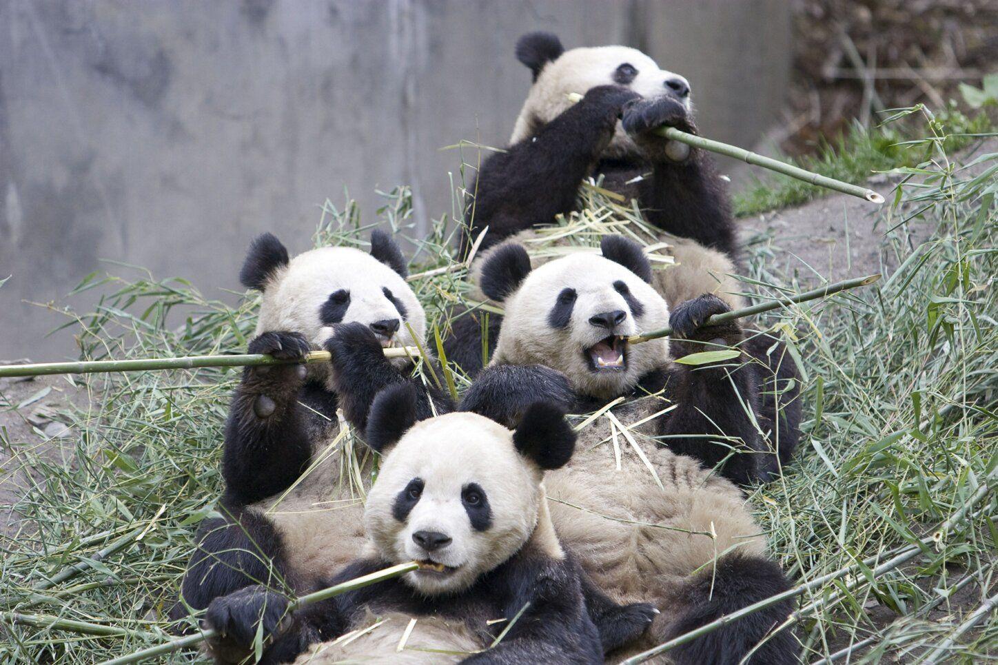 Giant Panda Bear Picture on Animal Picture Society