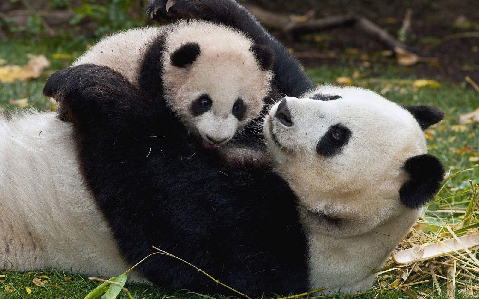 cute animal picture. Cute photo of a mama panda bear with his baby