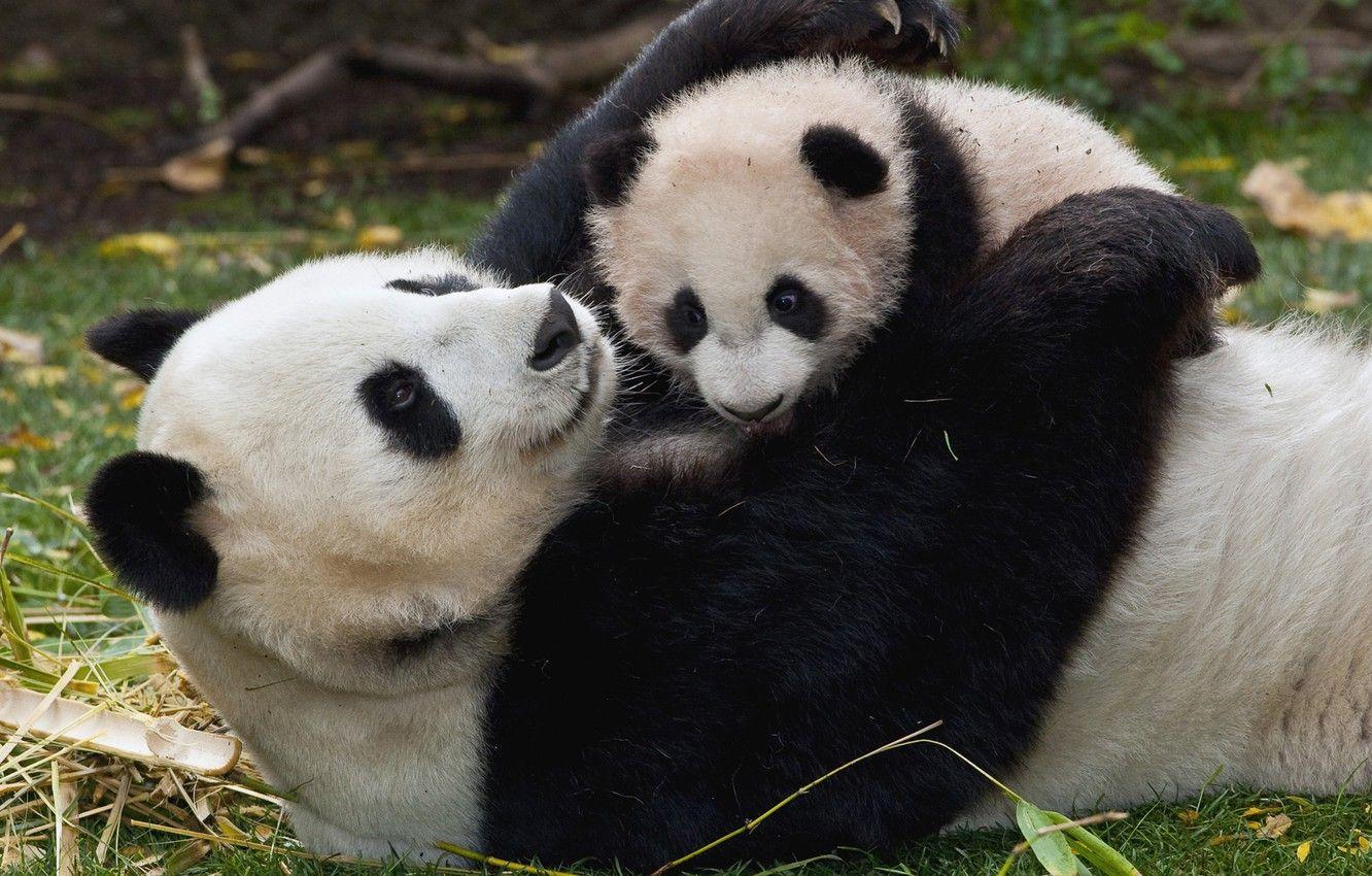 Wallpaper baby, Panda, cub, mom image for desktop, section