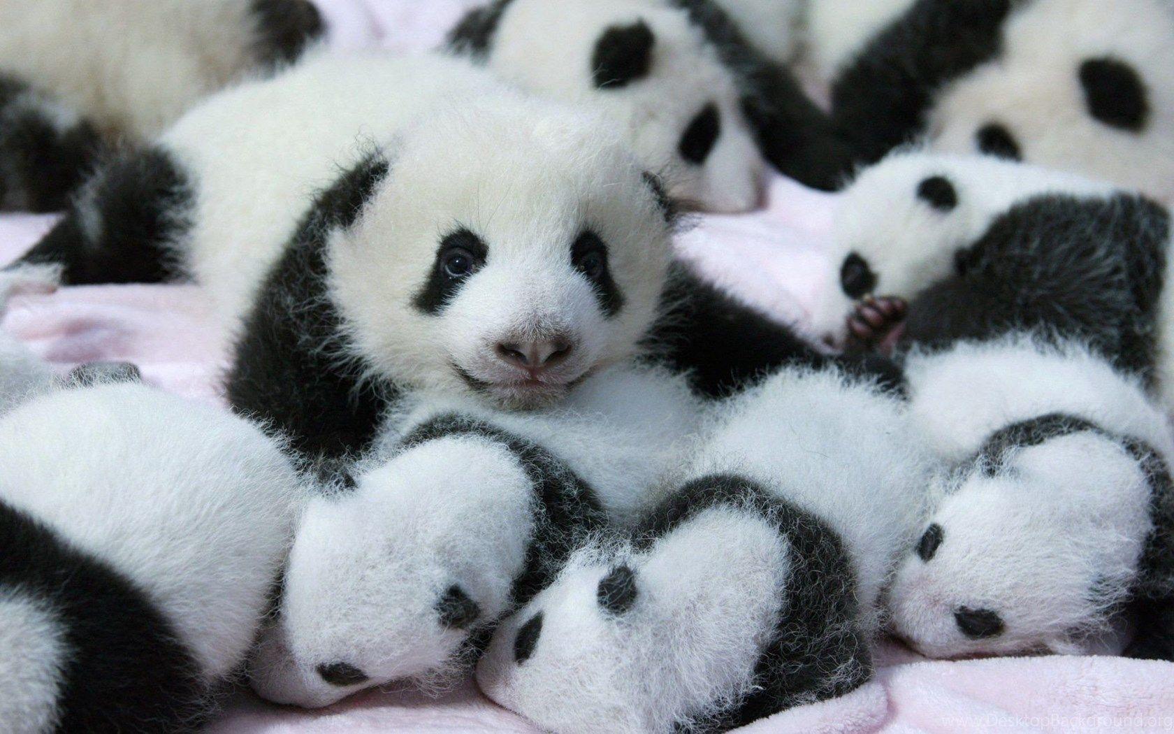 Gallery For Cute Baby Panda Bears Wallpaper Desktop Background