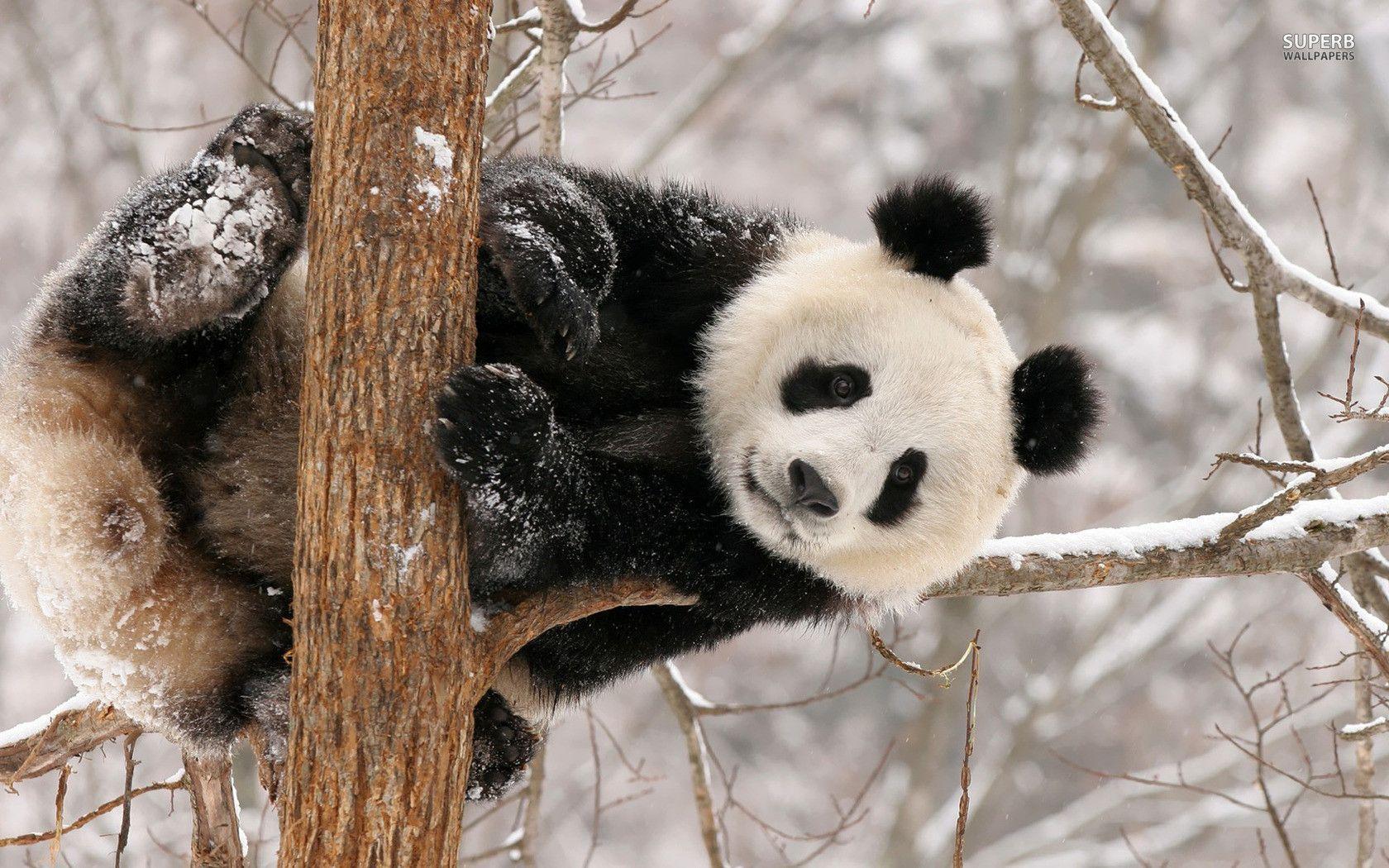 panda bear wallpaper free