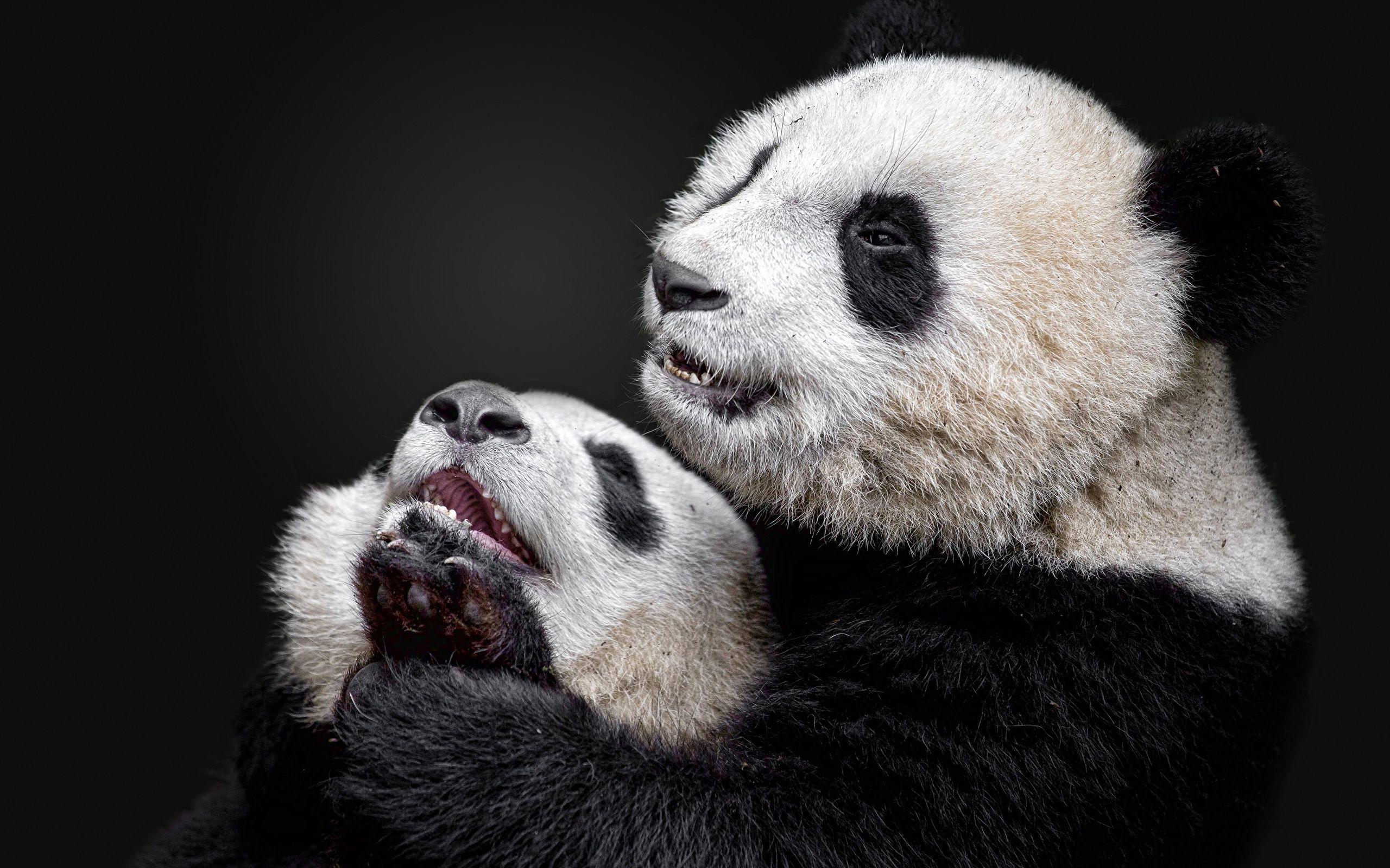 Picture Pandas Cubs Two Animals 2560x1600