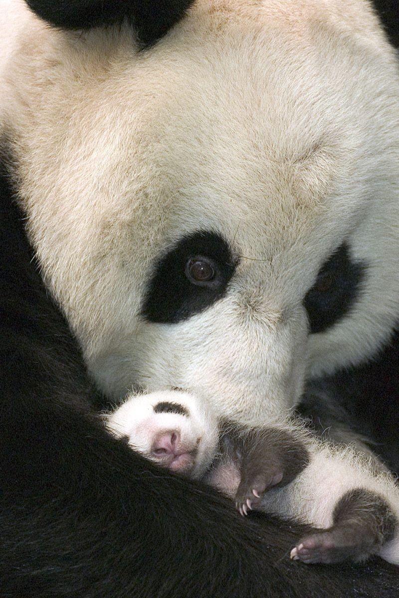 Download Wallpaper 800x1200 Panda, Cub, Sleep, Care Iphone 4s 4