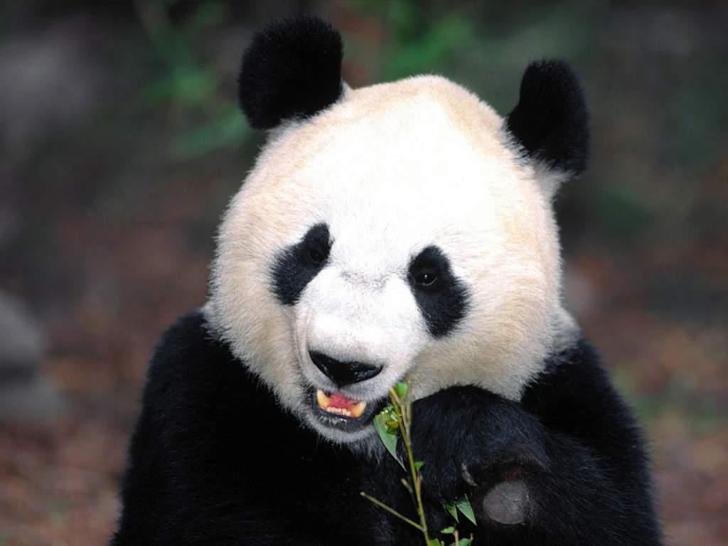 Free Cool Wallpaper: giant panda