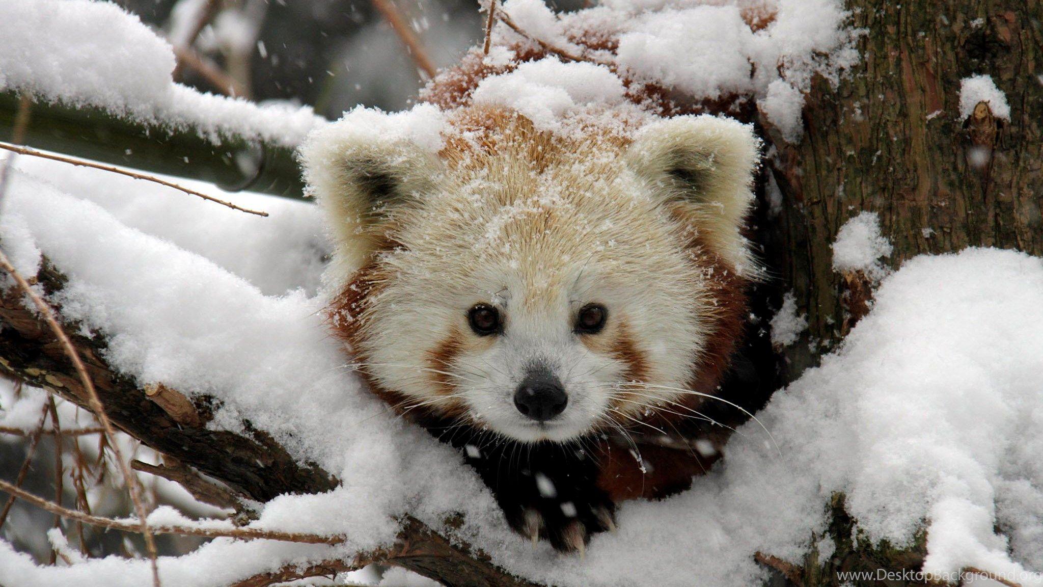 Snowy Red Panda Cub HD Wallpaper Cool Wallpaper Desktop