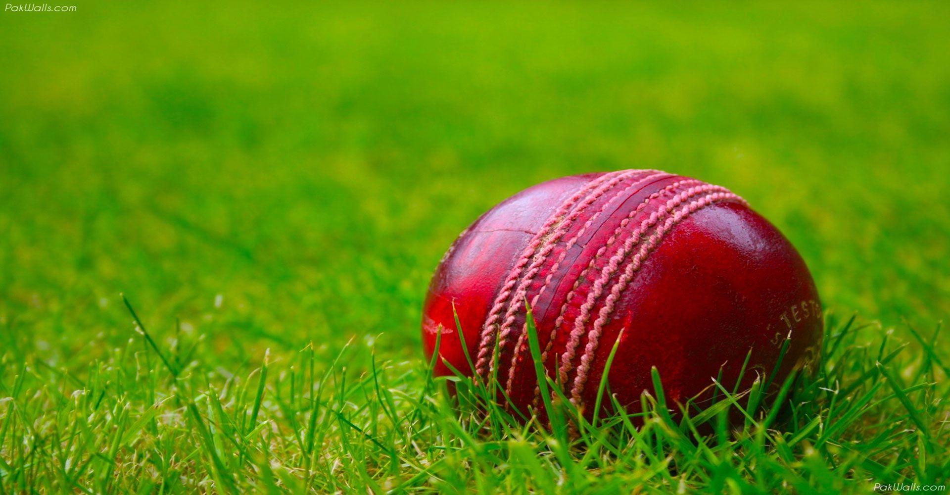 Cricket Wallpaper Contact Page