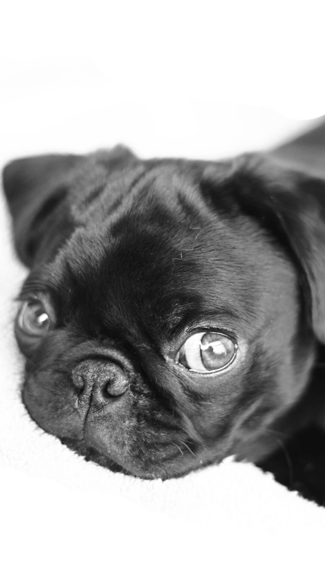 Black Pugs Wallpapers Wallpaper Cave