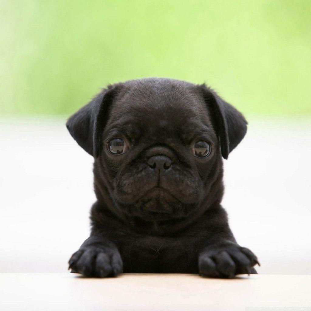 Black Pug Puppy HD Desktop Wallpaper, High Definition. Desktop