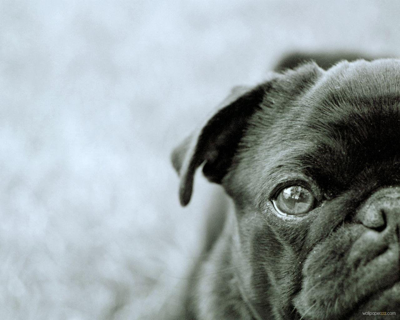 black pug. Black Pugs. Black pug, Animal