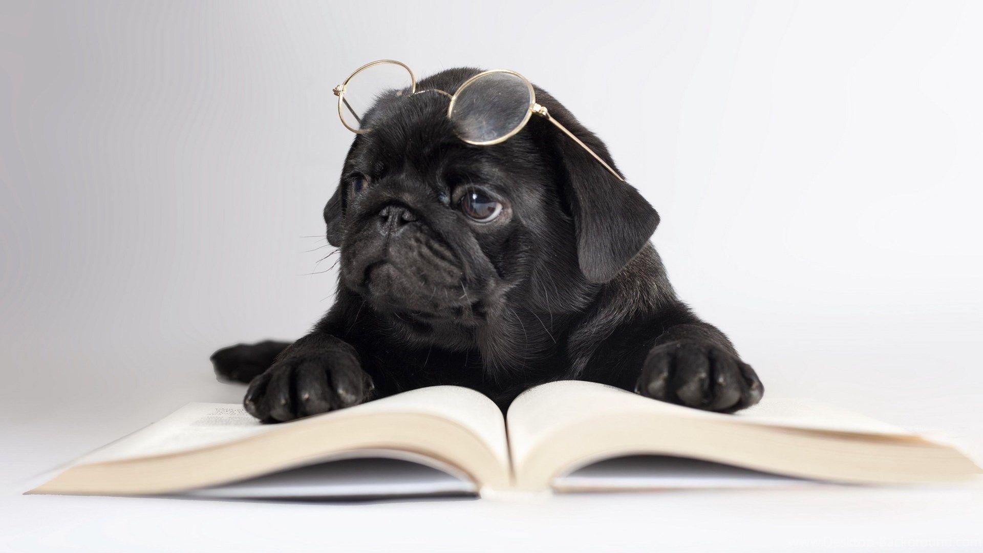 Black Pug Wallpaper Wallpaper. Desktop Background