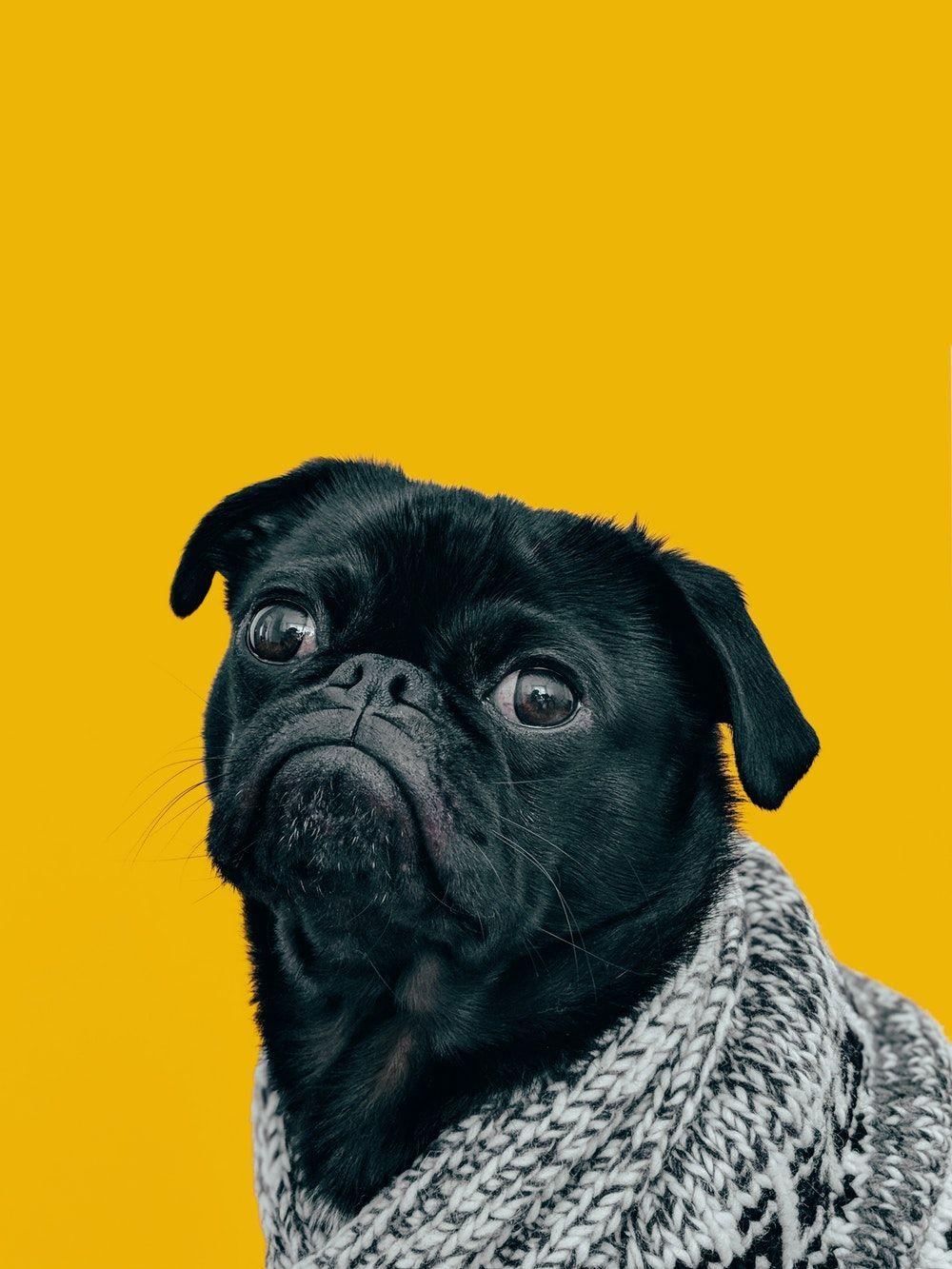 Black Pugs Wallpapers - Wallpaper Cave