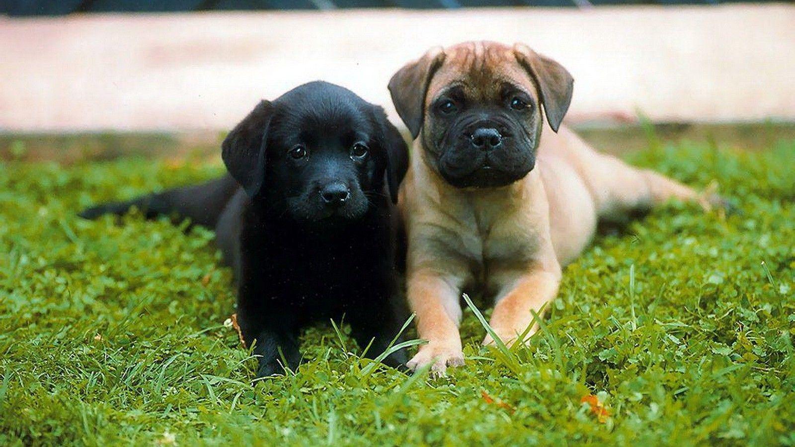 Pug Puppy with Black Dog in Grass