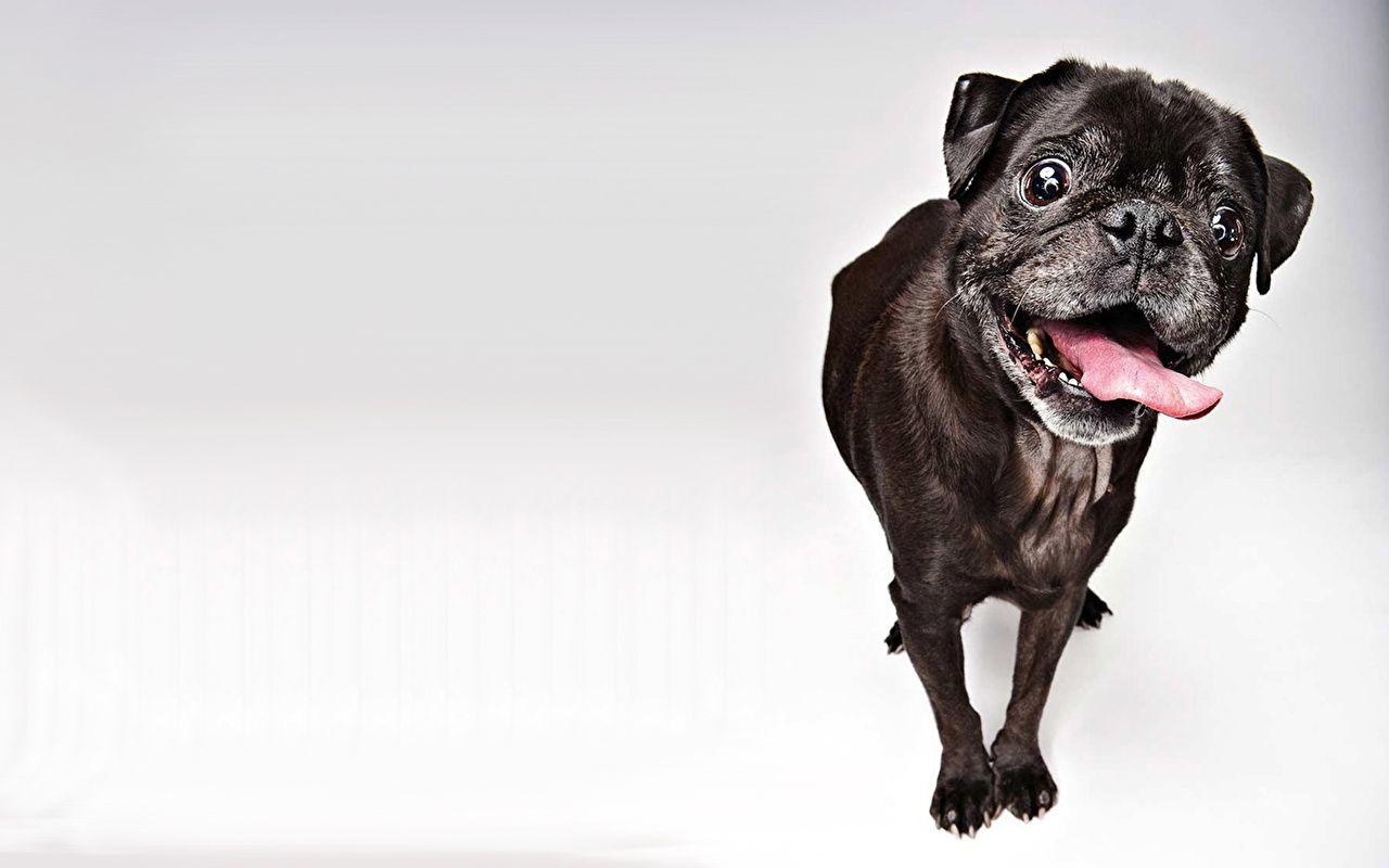 Wallpaper Pug Dogs Black Animals