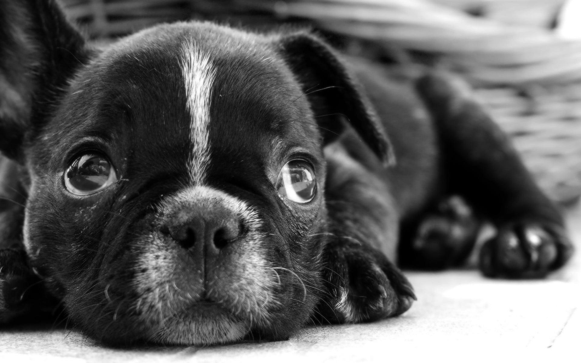 Black pug puppy HD wallpaper