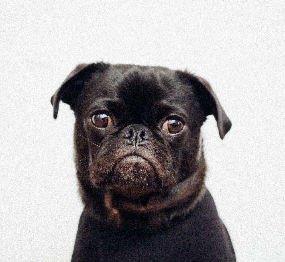 Black pug photo