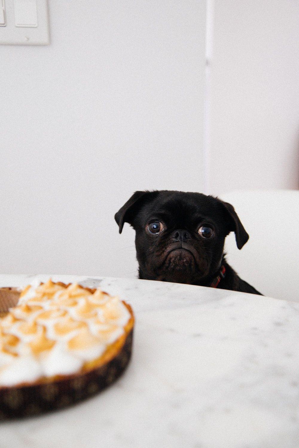 Black Pug Picture. Download Free Image