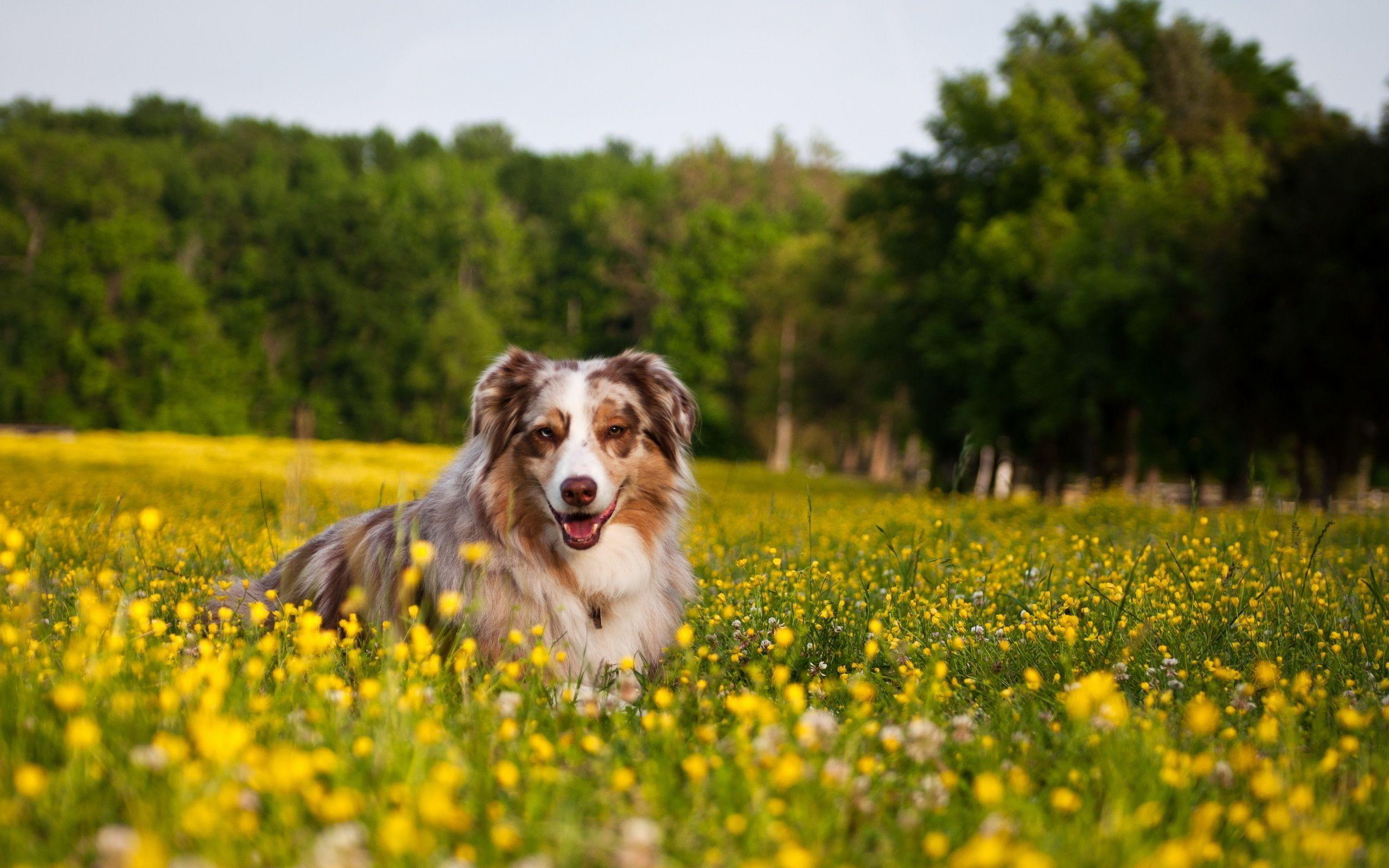 Dogs Wallpapers - Wallpaper Cave