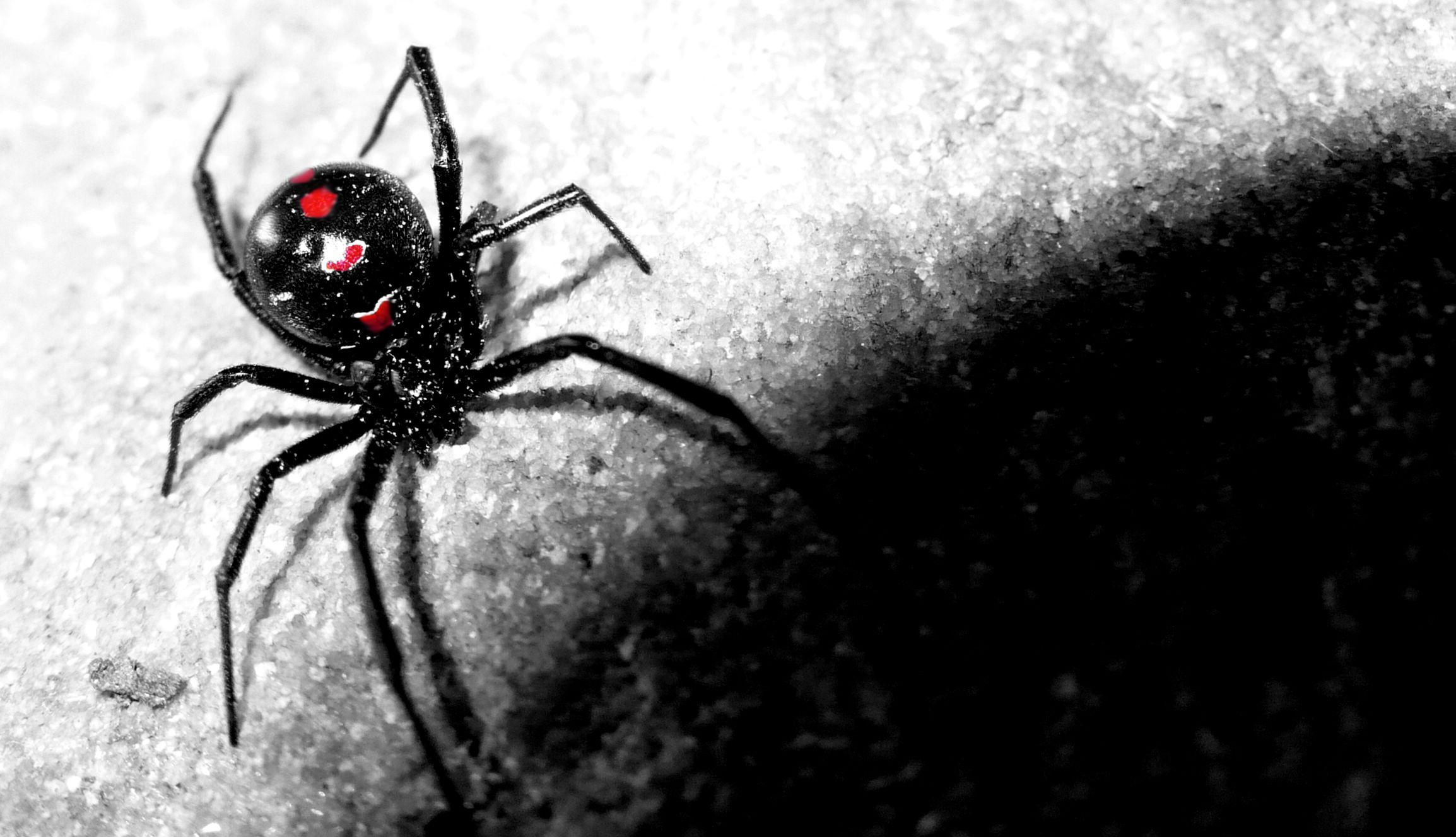 Black Widow Spider Wallpaper 1228x651 px, #EZWK1B3